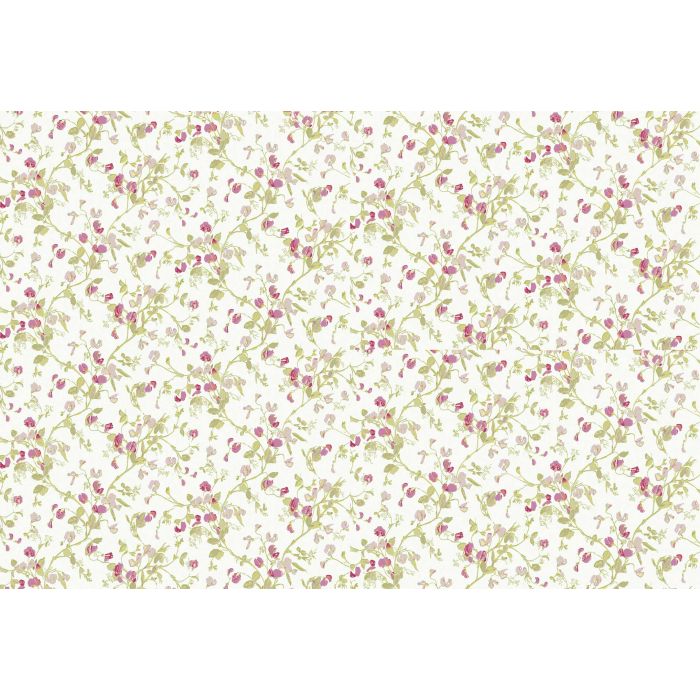 Cole & Son - Collection of Flowers - Sweet Pea 81/11048