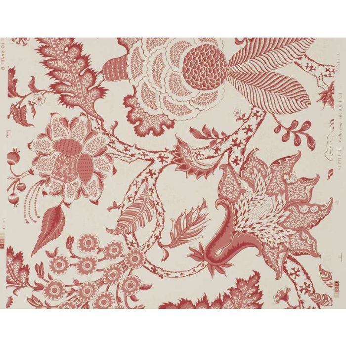 Braquenie - Septeuil - BP209A02 Pink Red