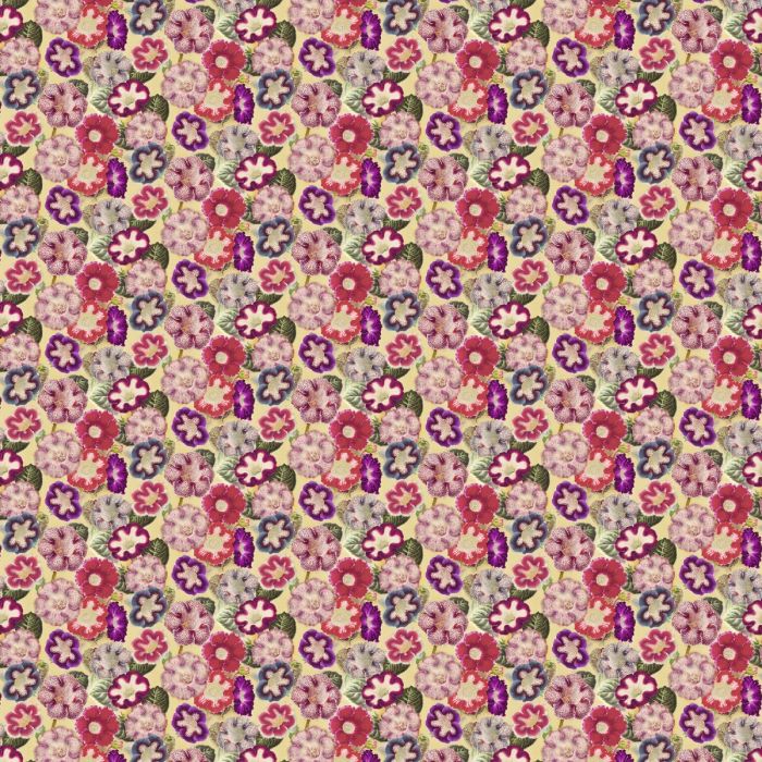 John Derian - Varietes De Gloxinia - FJD6001/01 Violet