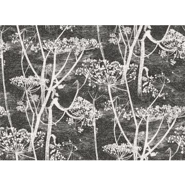 Cole & Son - New Contemporary I - Cow Parsley 66/7046
