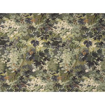 Braquenie - Tibere - B7647002 Printanier